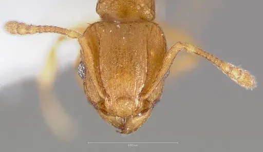 Tetramorium simillimum specimen CASENT0005830 image casent0005830_2