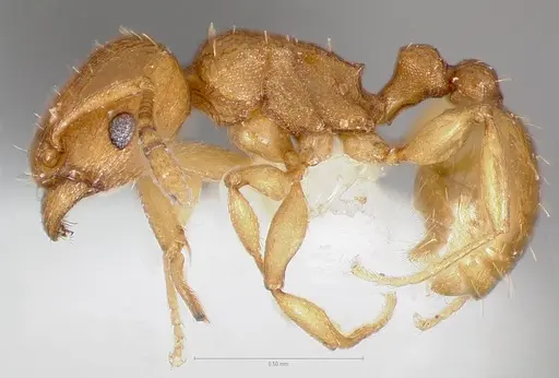 Tetramorium simillimum specimen CASENT0005830 image casent0005830_3