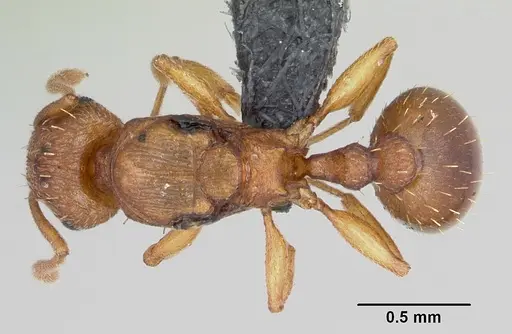 Tetramorium simillimum specimen CASENT0060701 image casent0060701_1