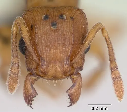 Tetramorium simillimum specimen CASENT0060701 image casent0060701_2