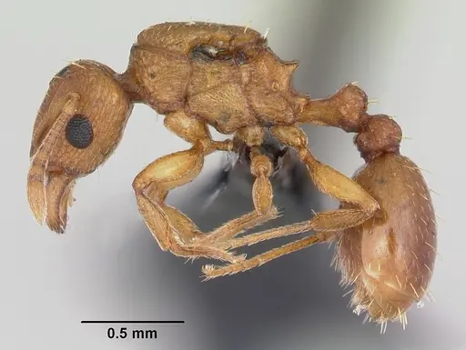 Tetramorium simillimum specimen CASENT0060701 image casent0060701_3