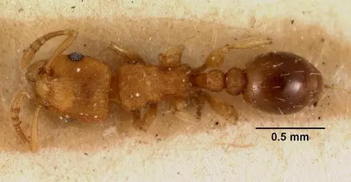 Tetramorium simillimum specimen CASENT0101495 image casent0101495_1