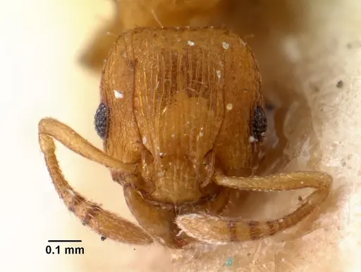 Tetramorium simillimum specimen CASENT0101495 image casent0101495_2