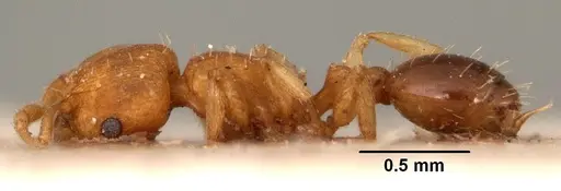 Tetramorium simillimum specimen CASENT0101495 image casent0101495_3