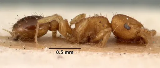 Tetramorium simillimum specimen CASENT0101495 image casent0101495_4