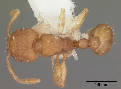Tetramorium simillimum specimen CASENT0102390 image casent0102390_1