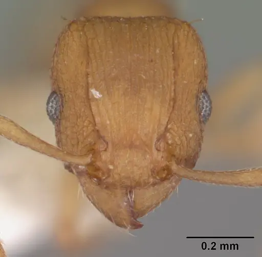 Tetramorium simillimum specimen CASENT0102390 image casent0102390_2