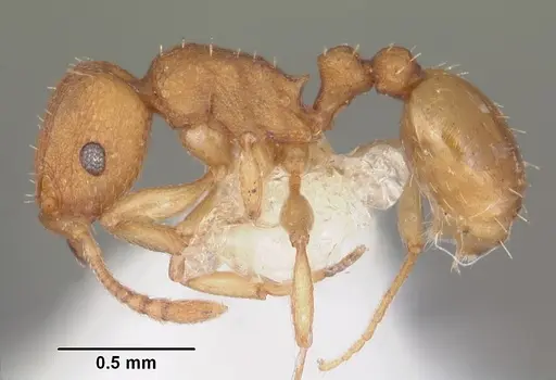 Tetramorium simillimum specimen CASENT0102390 image casent0102390_3