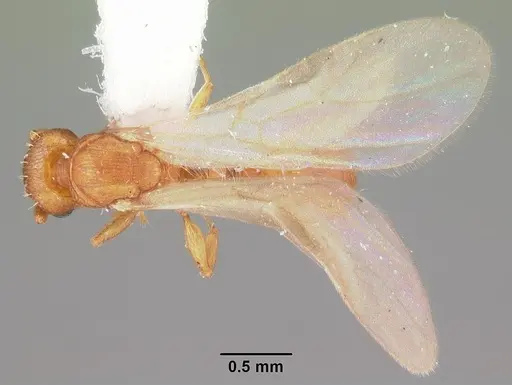 Tetramorium simillimum specimen CASENT0102741 image casent0102741_1
