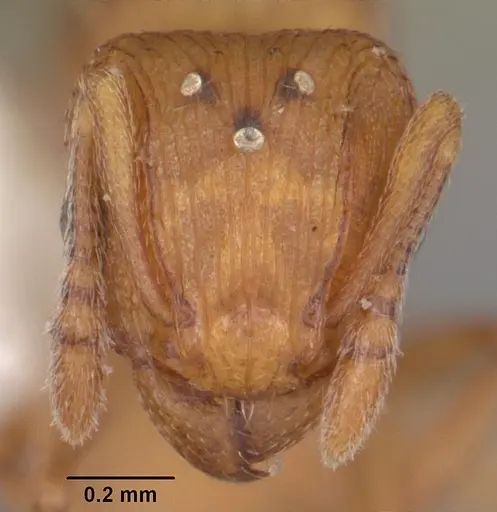 Tetramorium simillimum specimen CASENT0102741 image casent0102741_2