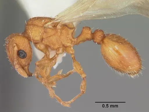 Tetramorium simillimum specimen CASENT0102741 image casent0102741_3