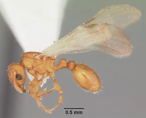 Tetramorium simillimum specimen CASENT0102741 image casent0102741_4