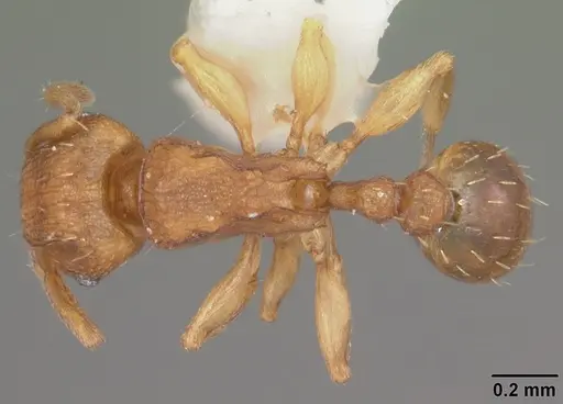 Tetramorium simillimum specimen CASENT0102742 image casent0102742_1