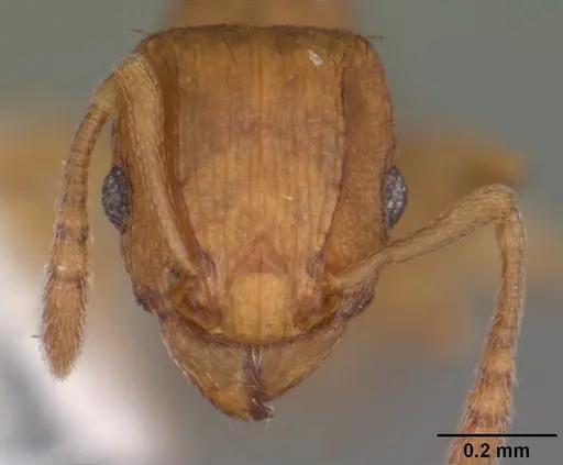 Tetramorium simillimum specimen CASENT0102742 image casent0102742_2