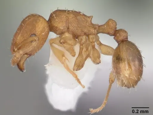 Tetramorium simillimum specimen CASENT0102742 image casent0102742_3