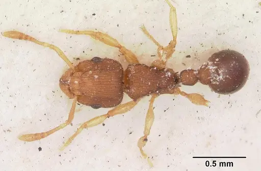 Tetramorium simillimum specimen CASENT0102937 image casent0102937_1