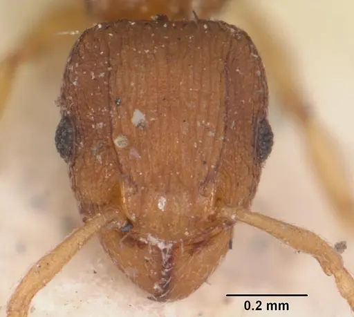Tetramorium simillimum specimen CASENT0102937 image casent0102937_2