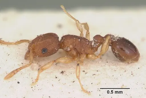 Tetramorium simillimum specimen CASENT0102937 image casent0102937_3