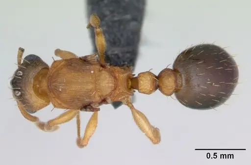 Tetramorium simillimum specimen CASENT0125195 image casent0125195_1