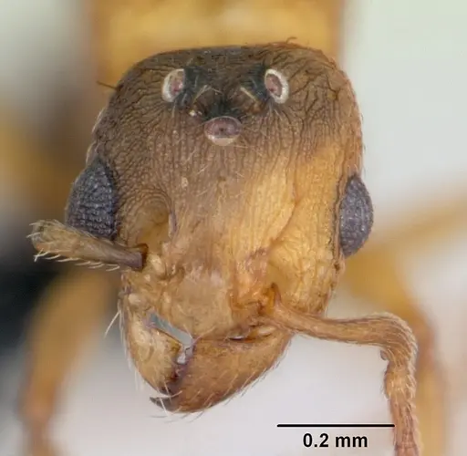 Tetramorium simillimum specimen CASENT0125195 image casent0125195_2