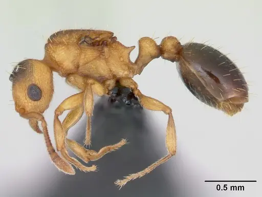 Tetramorium simillimum specimen CASENT0125195 image casent0125195_3