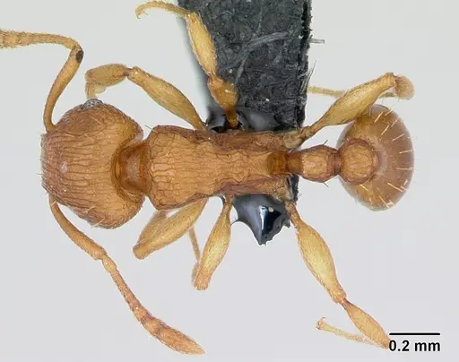 Tetramorium simillimum specimen CASENT0135001 image casent0135001_1