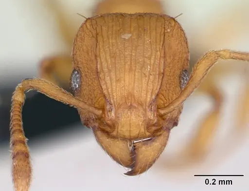 Tetramorium simillimum specimen CASENT0135001 image casent0135001_2
