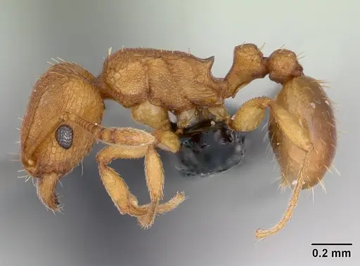 Tetramorium simillimum specimen CASENT0135001 image casent0135001_3