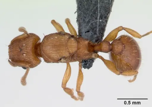 Tetramorium simillimum specimen CASENT0135019 image casent0135019_1