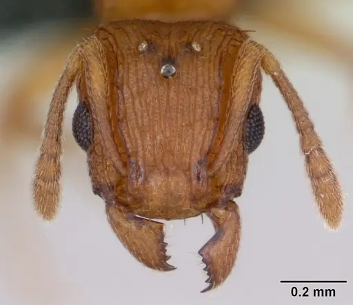 Tetramorium simillimum specimen CASENT0135019 image casent0135019_2