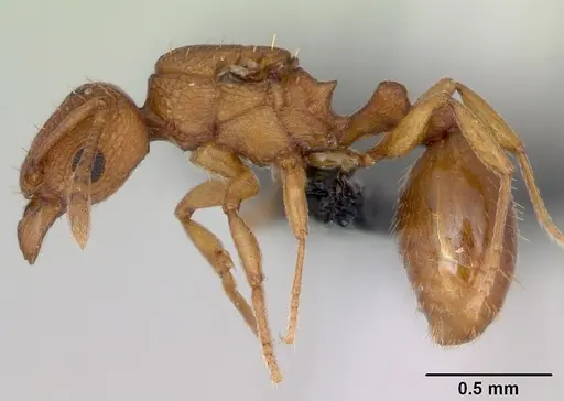 Tetramorium simillimum specimen CASENT0135019 image casent0135019_3
