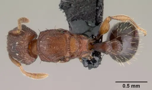 Tetramorium simillimum specimen CASENT0146901 image casent0146901_1