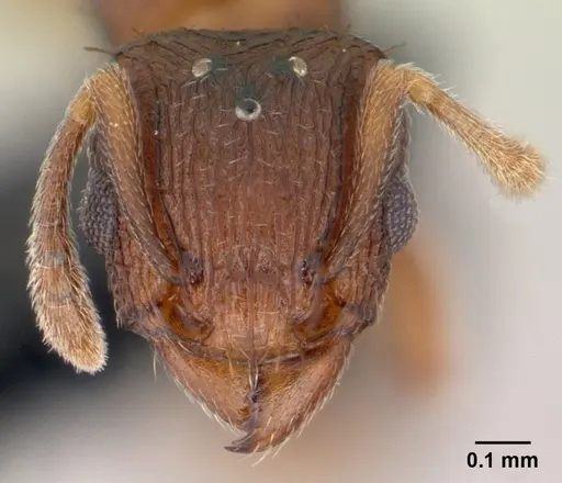 Tetramorium simillimum specimen CASENT0146901 image casent0146901_2