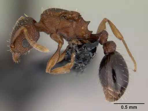 Tetramorium simillimum specimen CASENT0146901 image casent0146901_3