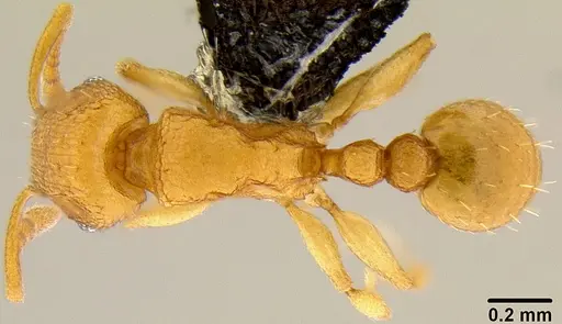 Tetramorium simillimum specimen CASENT0171034 image casent0171034_1
