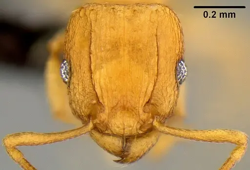Tetramorium simillimum specimen CASENT0171034 image casent0171034_2