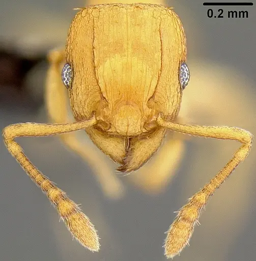 Tetramorium simillimum specimen CASENT0171034 image casent0171034_3