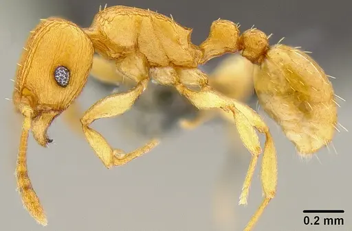 Tetramorium simillimum specimen CASENT0171034 image casent0171034_4