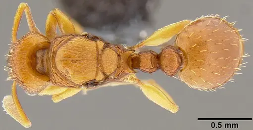Tetramorium simillimum specimen CASENT0171122 image casent0171122_1