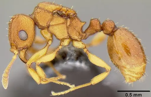 Tetramorium simillimum specimen CASENT0171122 image casent0171122_2