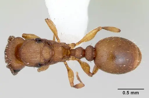 Tetramorium simillimum specimen CASENT0173290 image casent0173290_1