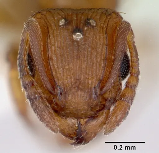 Tetramorium simillimum specimen CASENT0173290 image casent0173290_2