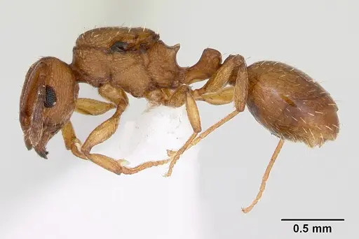 Tetramorium simillimum specimen CASENT0173290 image casent0173290_3