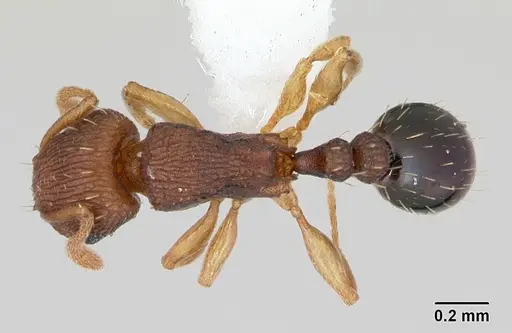 Tetramorium simillimum specimen CASENT0173291 image casent0173291_1