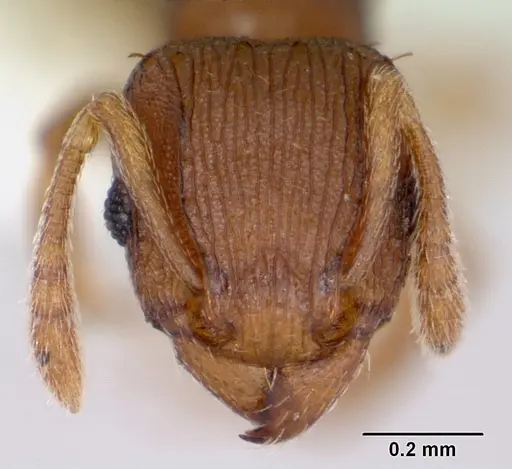 Tetramorium simillimum specimen CASENT0173291 image casent0173291_2