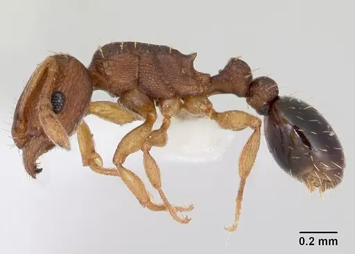 Tetramorium simillimum specimen CASENT0173291 image casent0173291_3