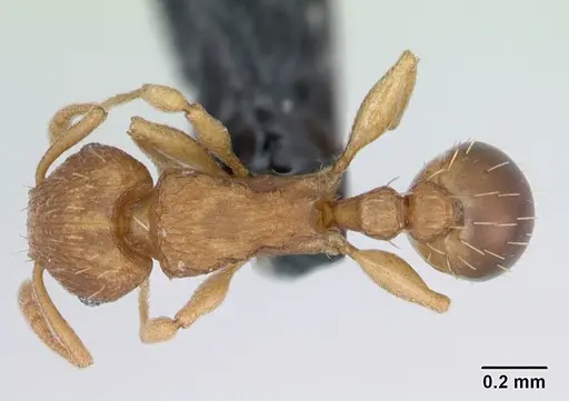 Tetramorium simillimum specimen CASENT0173318 image casent0173318_1