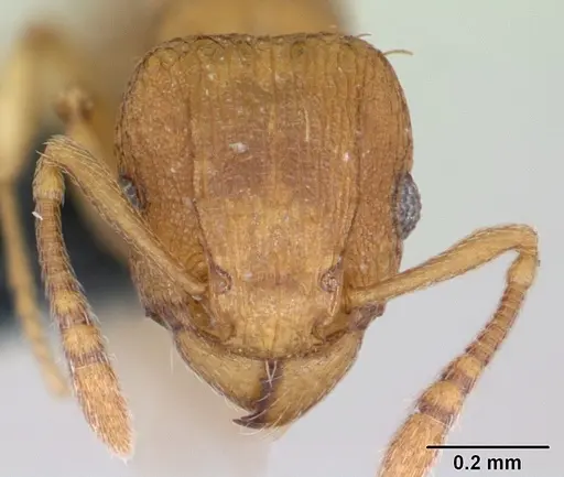 Tetramorium simillimum specimen CASENT0173318 image casent0173318_2