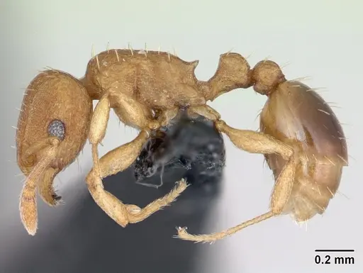 Tetramorium simillimum specimen CASENT0173318 image casent0173318_3