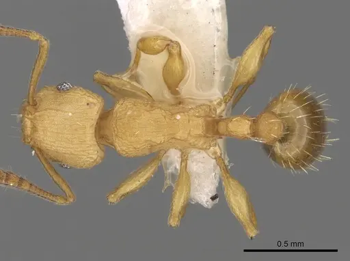 Tetramorium simillimum specimen CASENT0175482 image casent0175482_1